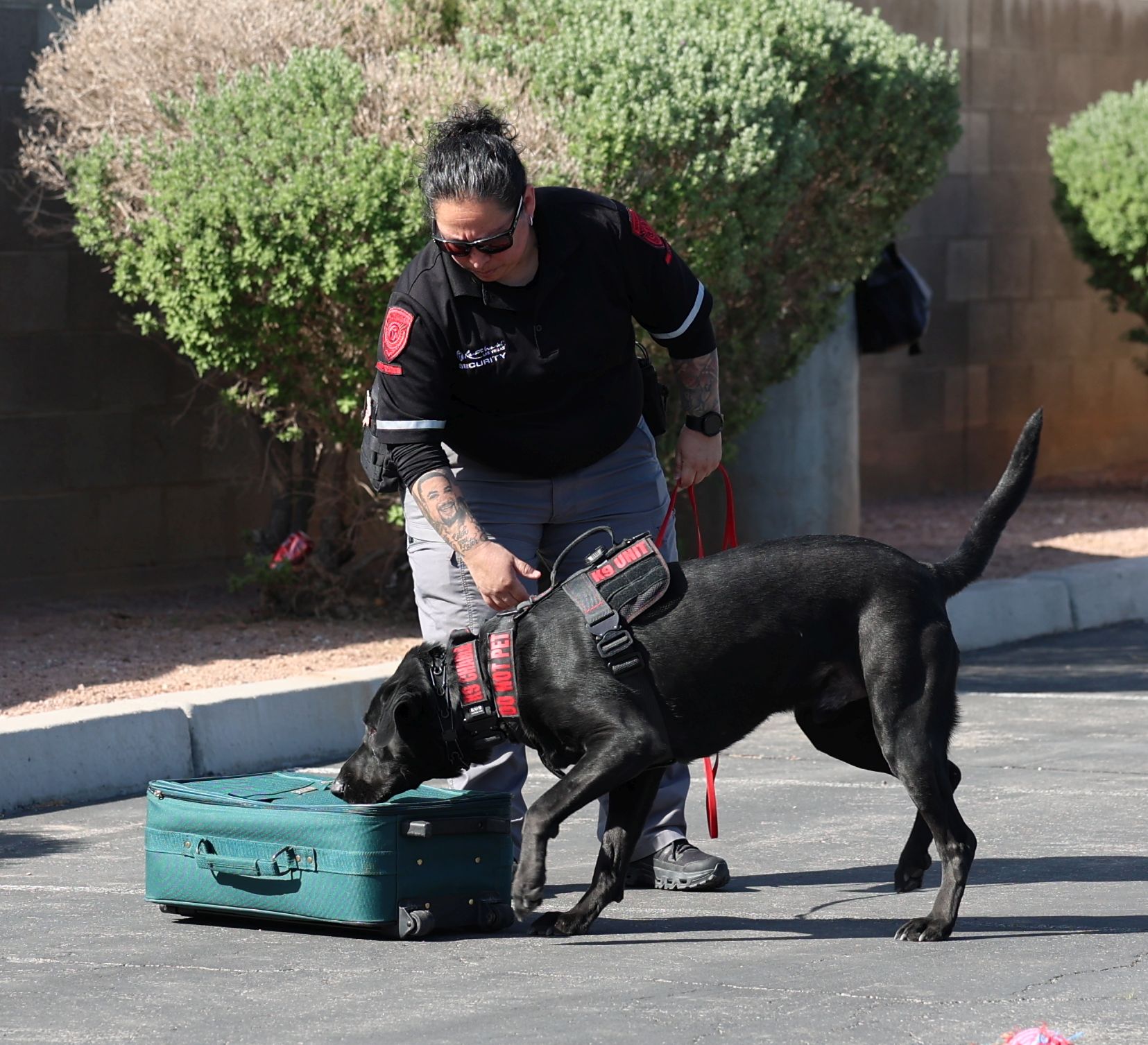 K9 training scenario 2